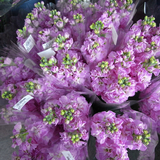 和田のお花