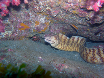 R0013754