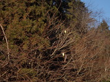 ウスタビガの繭が2個ぶら下がっている