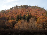 野田畑の北西側 山の斜面