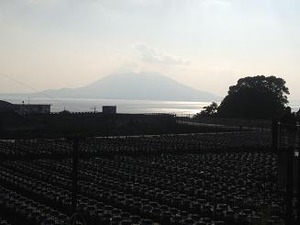 坂元のくろずの壺畑