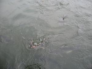 大量の群魚