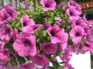 綺麗な花が