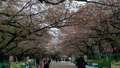 BlogPaint