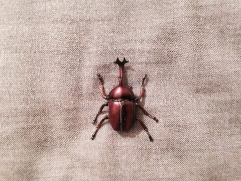 三宮 カブトムシ