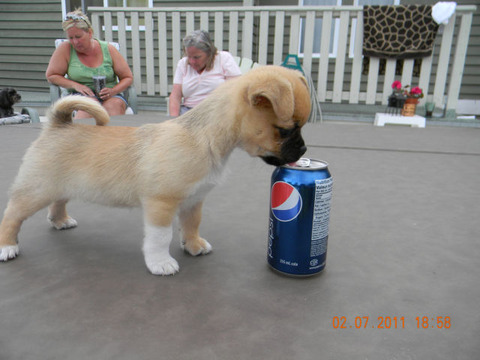 soda_can_sized_puppies_640_14