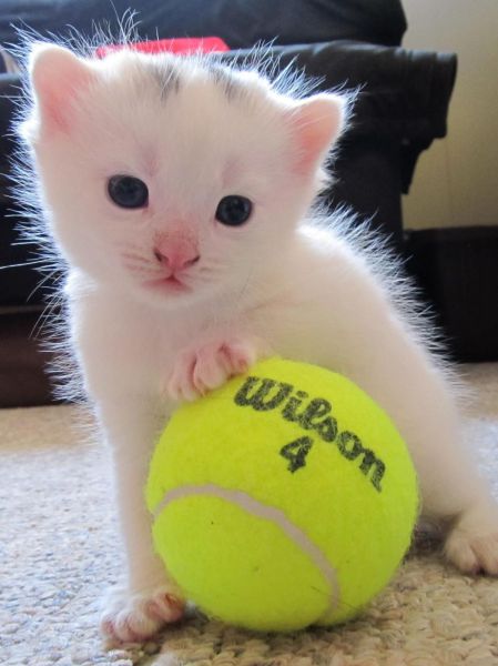 these_funny_animals_829_640_21