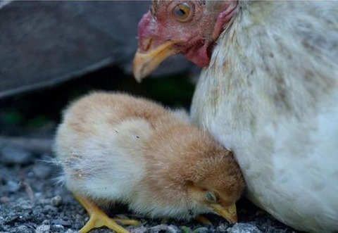 why_you_shouldnt_mess_with_chickens_640_02