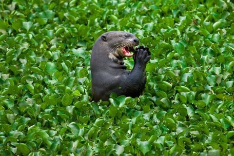 these_funny_animals_797_640_12
