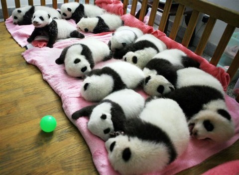 these_funny_animals_803_640_11