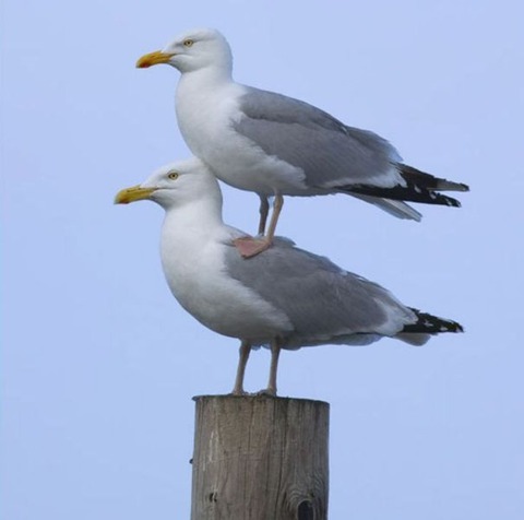 these_funny_animals_802_640_01