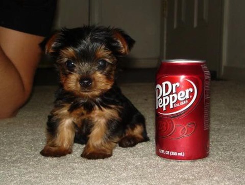 soda_can_sized_puppies_640_19