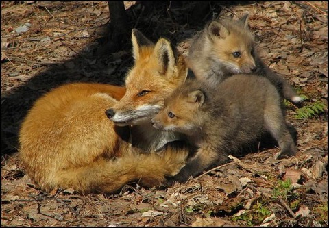 these_funny_animals_797_640_06
