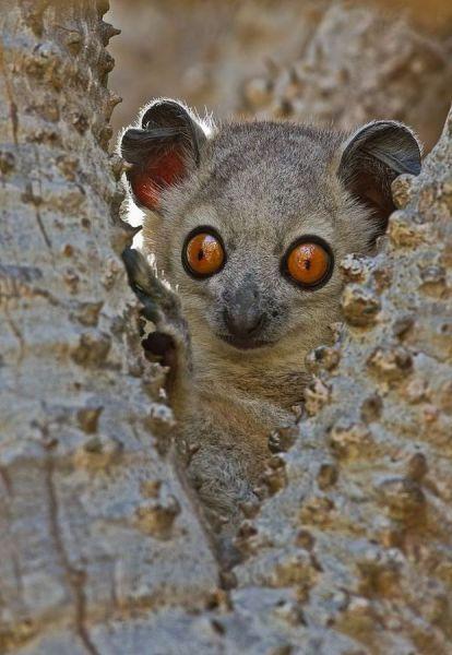 these_funny_animals_803_640_02