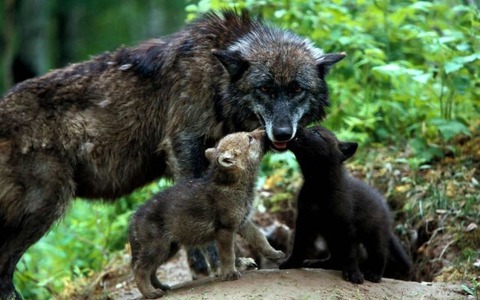 these_funny_animals_803_640_01