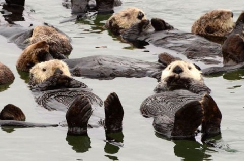 these_funny_animals_829_640_15