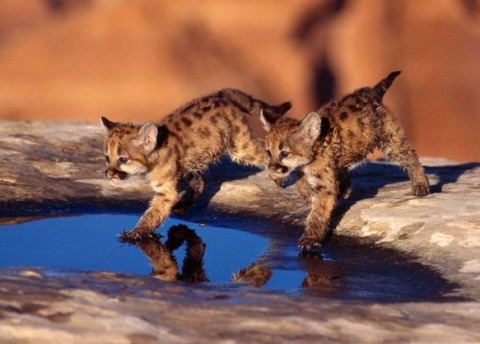 these_funny_animals_802_640_06