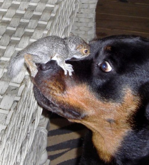 these_funny_animals_802_640_10