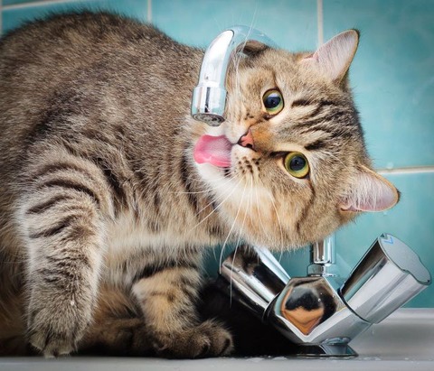these_funny_animals_797_640_13