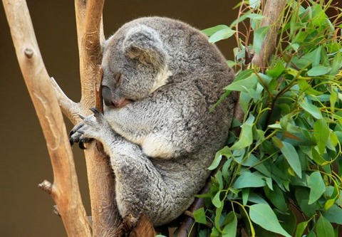 these_funny_animals_802_640_26