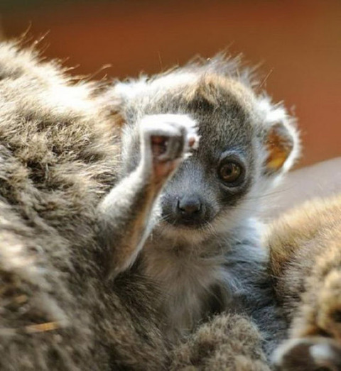 cute_baby_animals_640_13