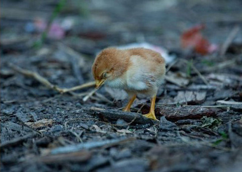 why_you_shouldnt_mess_with_chickens_640_01