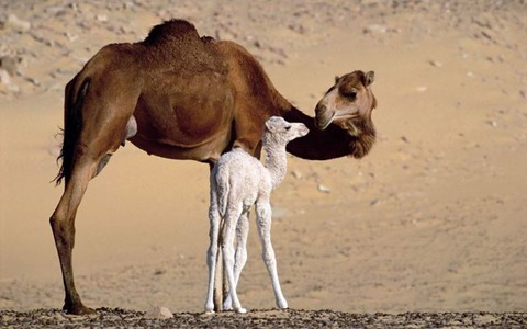 these_funny_animals_816_640_06
