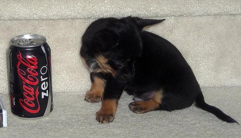 soda_can_sized_puppies_640_12