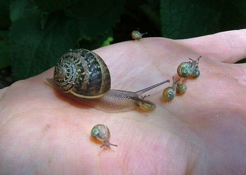 these_funny_animals_829_640_08