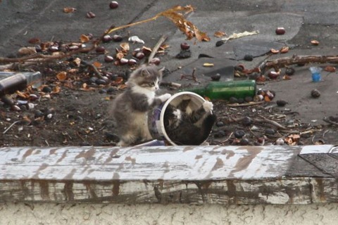 these_funny_animals_803_640_28