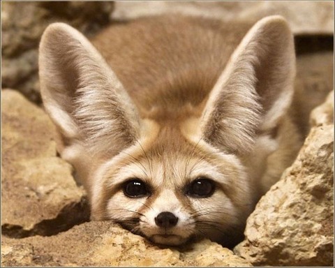 these_funny_animals_816_640_13