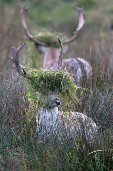 these_funny_animals_802_640_09