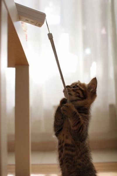 these_funny_animals_803_640_17