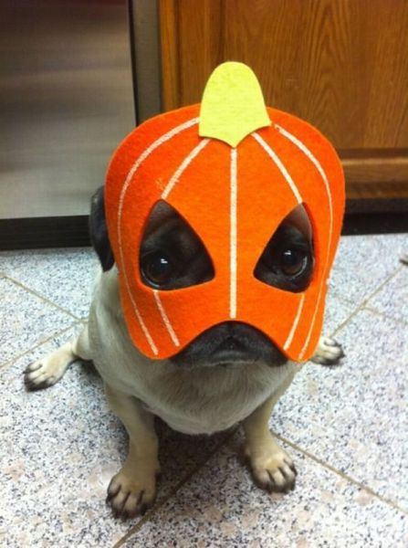 these_funny_animals_803_640_33