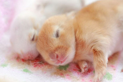 cute_baby_animals_640_16