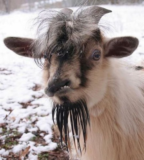 these_funny_animals_816_640_01