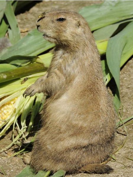 these_funny_animals_803_640_27