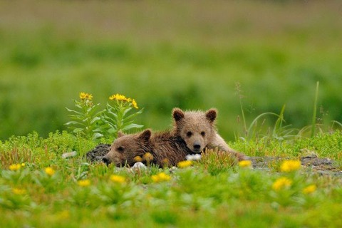 these_funny_animals_816_640_12