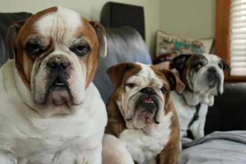 these_funny_animals_829_640_01