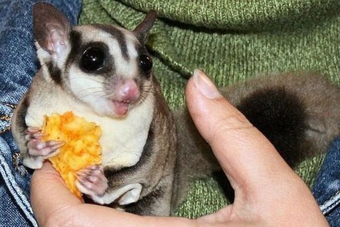 these_funny_animals_803_640_08