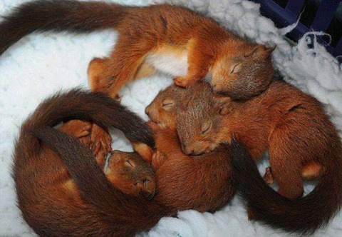 cute_baby_animals_640_08