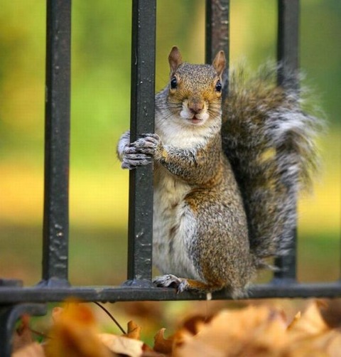 these_funny_animals_797_640_07
