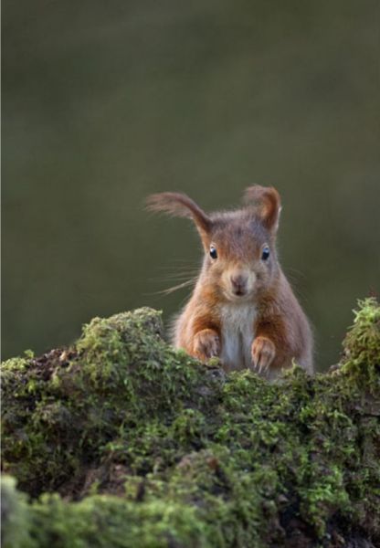 these_funny_animals_802_640_21