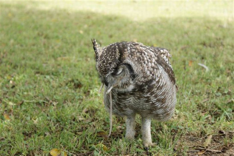 an_owl_that_brings_gifts_640_20