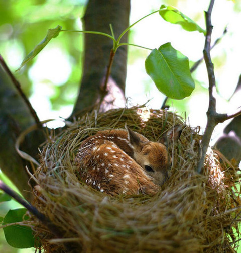 cute_baby_animals_640_14