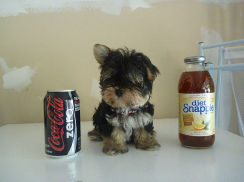 soda_can_sized_puppies_640_01