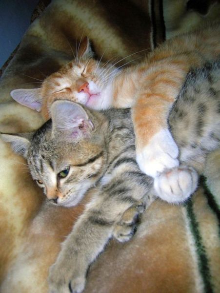 these_funny_animals_797_640_03
