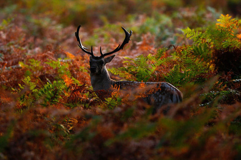 amazing_autumn_640_09