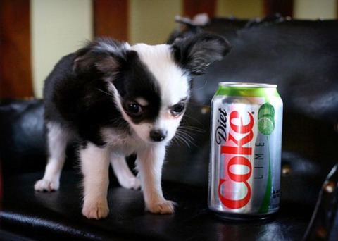 soda_can_sized_puppies_640_03
