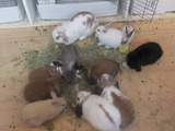 うさぎ1